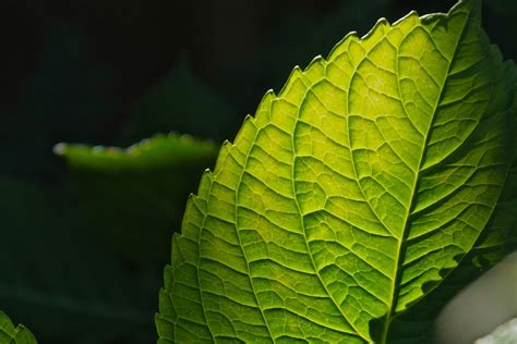 植物化|生物はどうやって「植物へ進化」したのか？葉緑体を。